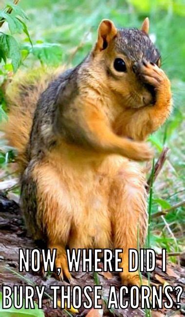 squirrel distraction meme|confused squirrel meme.